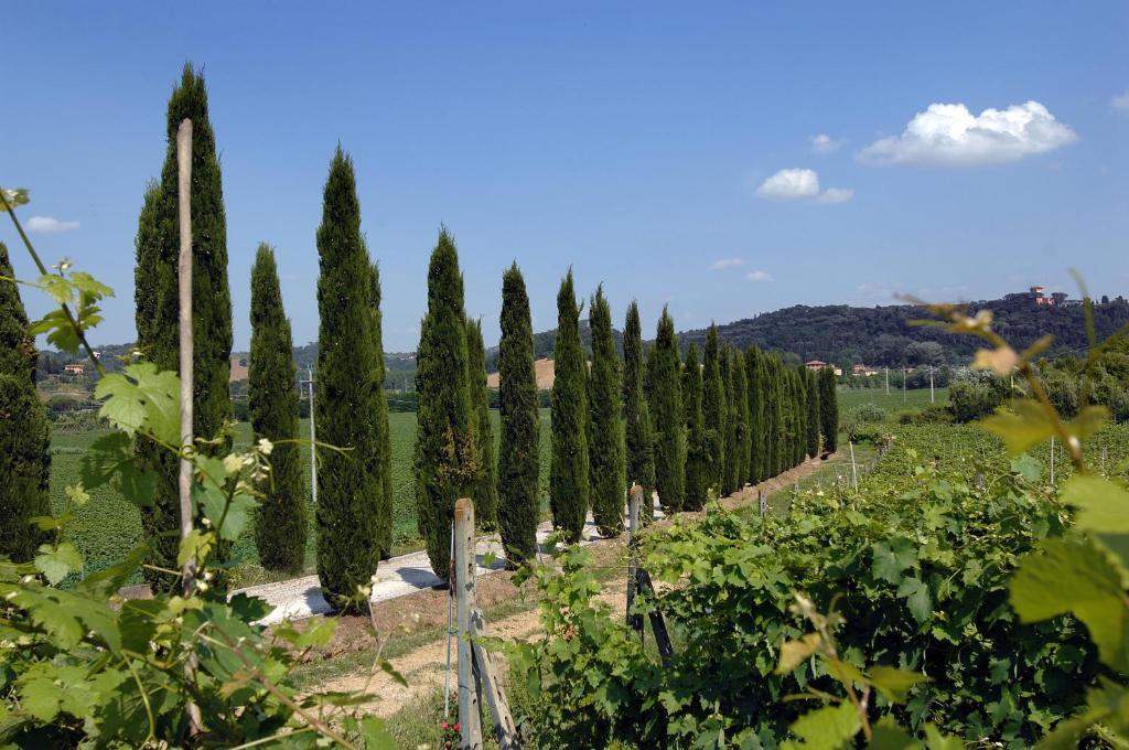 Agriturismo Buon Riposo - Country Resort In The Heart Of Tuscany San Giovanni a Corazzano Экстерьер фото
